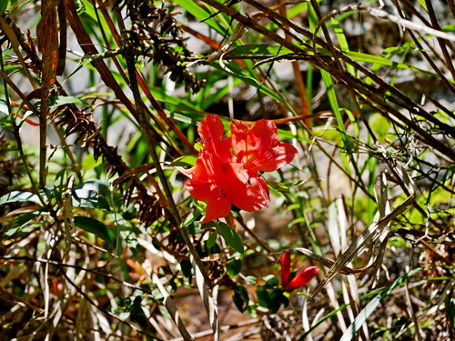 Rhododendron nakaharae, photograph 4