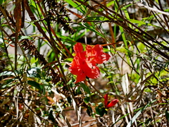 Rhododendron nakaharae, photograph Jacy Chen, CC BY, iNaturalist via GBIF