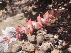 Crassula perforata
