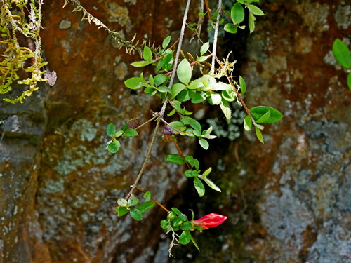 Rhododendron nakaharae, photograph 3