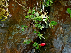 Rhododendron nakaharae, photograph Jacy Chen, CC BY, iNaturalist via GBIF