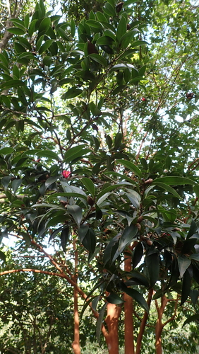 Camellia hongkongensis, 2022-12-06