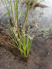 Eriocaulaceae