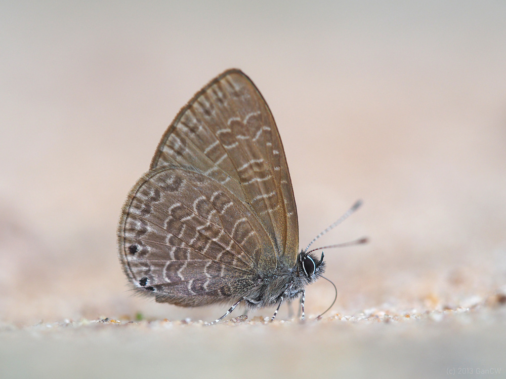 Dingy Lineblue