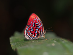 Paralaxita telesia
