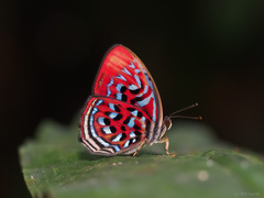 Paralaxita telesia