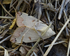 Ophiusa tirhaca