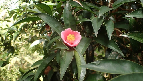 Camellia hongkongensis, 2022-12-06