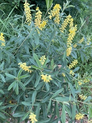 Eriosema psoraleoides