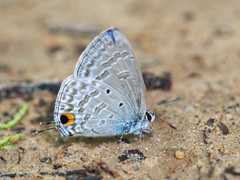 Catochrysops panormus