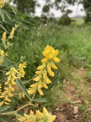 Eriosema psoraleoides