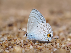 Catochrysops panormus