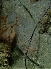 Aseraggodes haackeanus