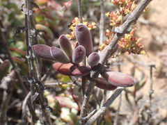 Crassula mesembryanthoides