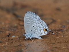 Catochrysops panormus