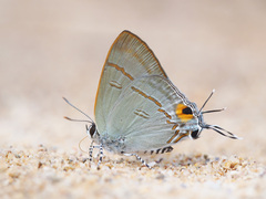 Hypolycaena erylus