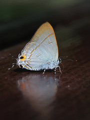 Hypolycaena erylus