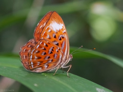 Taxila haquinus