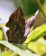 Memphis moruus