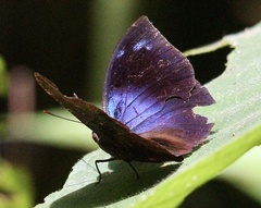 Memphis moruus