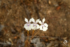 Isotoma hypocrateriformis