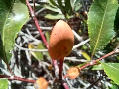 Cunonia capensis
