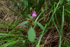 Impatiens chekiangensis