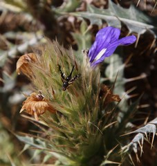 Acanthopsis horrida