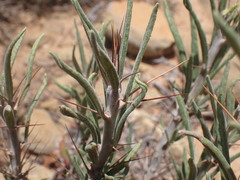 Pachypodium bispinosum