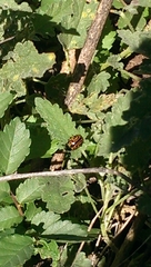 Calligrapha serpentina