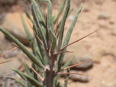 Pachypodium bispinosum