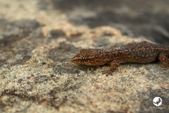 Crenadactylus ocellatus