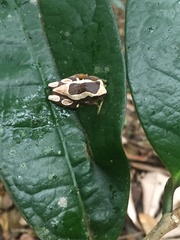 Dendropsophus elegans