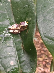 Dendropsophus elegans