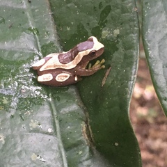 Dendropsophus elegans