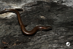Hemiergis initialis