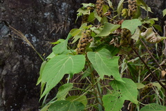 Mallotus apelta
