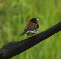 Spermestes bicolor nigriceps
