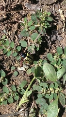 Calligrapha serpentina