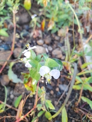Commelina erecta image