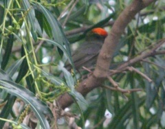 Chiroxiphia caudata
