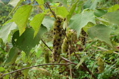 Mallotus apelta