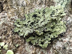 Phaeophyscia rubropulchra