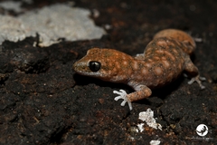 Diplodactylus lateroides