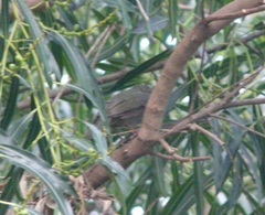 Chiroxiphia caudata
