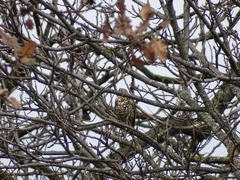 Turdus viscivorus