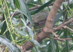 Chiroxiphia caudata