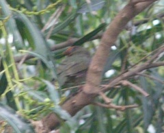 Chiroxiphia caudata