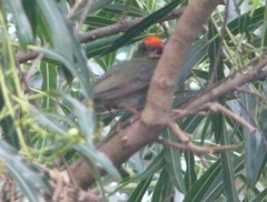 Chiroxiphia caudata