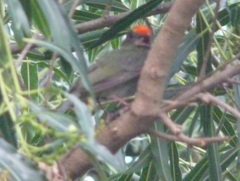 Chiroxiphia caudata